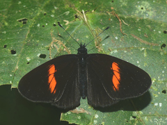 Castilia castilla