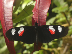 Heliconius erato notabilis