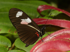 Heliconius erato notabilis