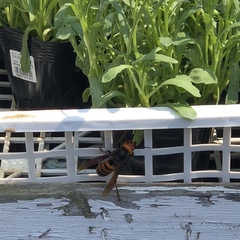 Vespa mandarinia japonica