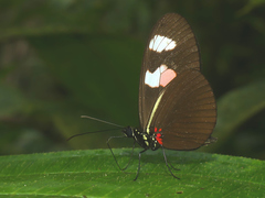 Heliconius erato notabilis