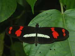 Heliconius telesiphe