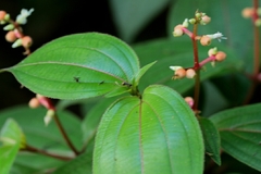 Miconia ceramicarpa