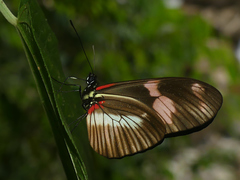 Heliconius telesiphe