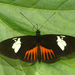 Timareta Longwing - Photo (c) David Geale, some rights reserved (CC BY-NC), uploaded by David Geale