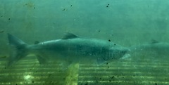Oncorhynchus nerka