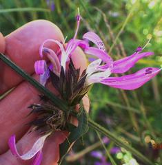 Dicliptera clinopodia