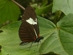 Heliconius timareta