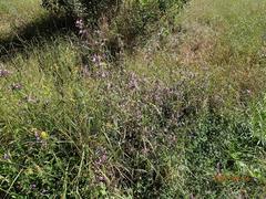 Dicliptera clinopodia