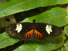 Heliconius timareta