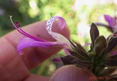 Dicliptera clinopodia