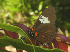Heliconius timareta