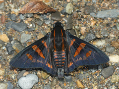 Mimardaris minthe