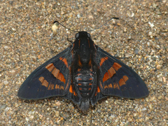 Mimardaris minthe