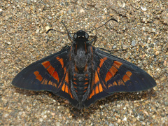 Mimardaris minthe