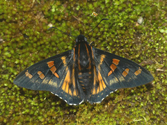 Mimardaris pityusa
