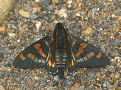Mimardaris sela