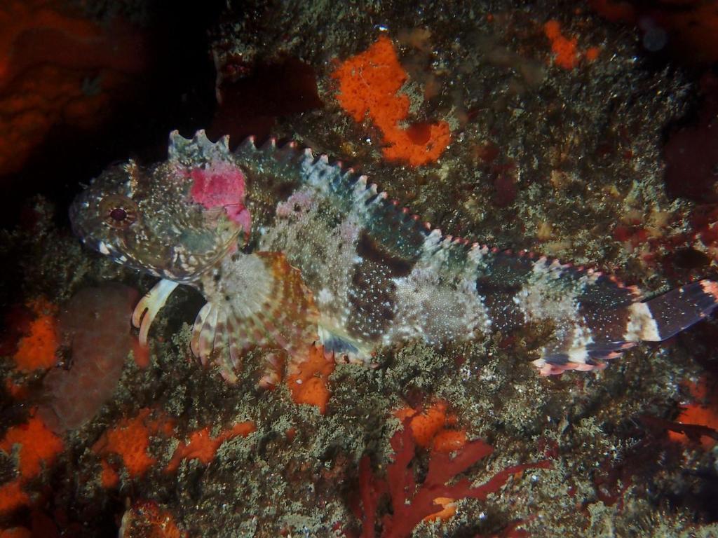 Bull Klipfish
