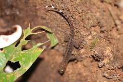 Gonatodes annularis