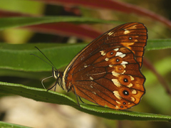 Oxeoschistus protogenia