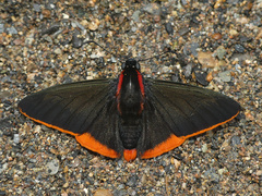Pyrrhopyge martena