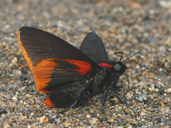 Pyrrhopyge martena