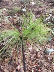 Pinus devoniana