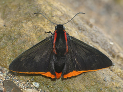 Pyrrhopyge martena