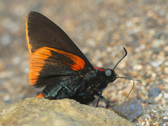 Pyrrhopyge martena