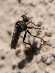 Backomyia