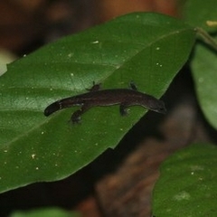 Sphaerodactylidae
