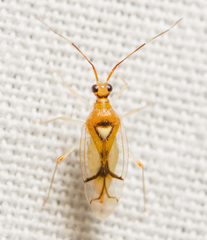 Hyaliodes