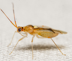 Hyaliodes