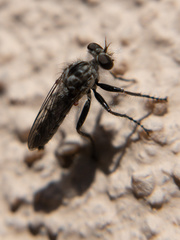 Backomyia