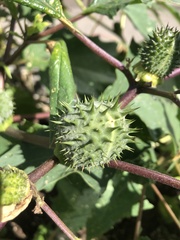 Datura stramonium