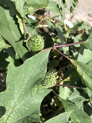 Datura stramonium