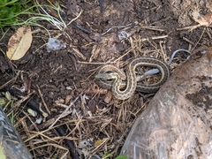 Thamnophis sirtalis sirtalis