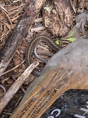Thamnophis sirtalis sirtalis