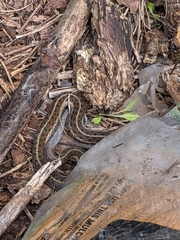 Thamnophis sirtalis sirtalis