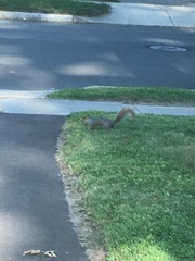 Sciurus carolinensis