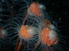 Tubulariidae