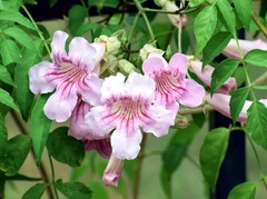 Podranea