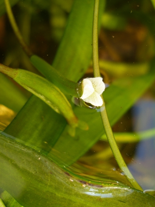 Vallisnérie australienne (Vallisneria australis)