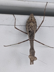 Mantidae
