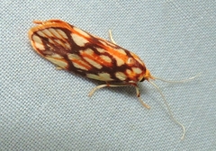Lactura panopsia