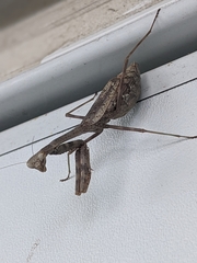 Mantidae