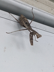 Mantidae