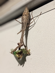 Mantidae