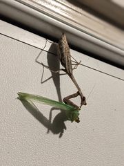 Mantidae