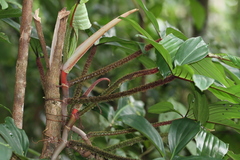 Philodendron squamiferum